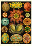 Ernst Haeckel Tributo ad Ernst Haeckel. Un viaggio tra gli abissi creativi