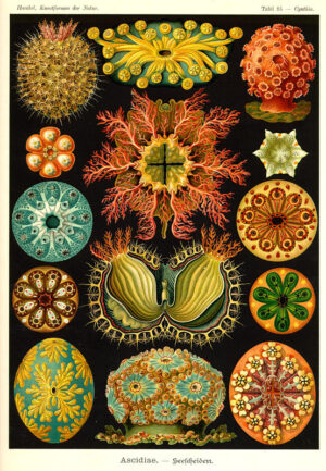 Tributo ad Ernst Haeckel. Un viaggio tra gli abissi creativi