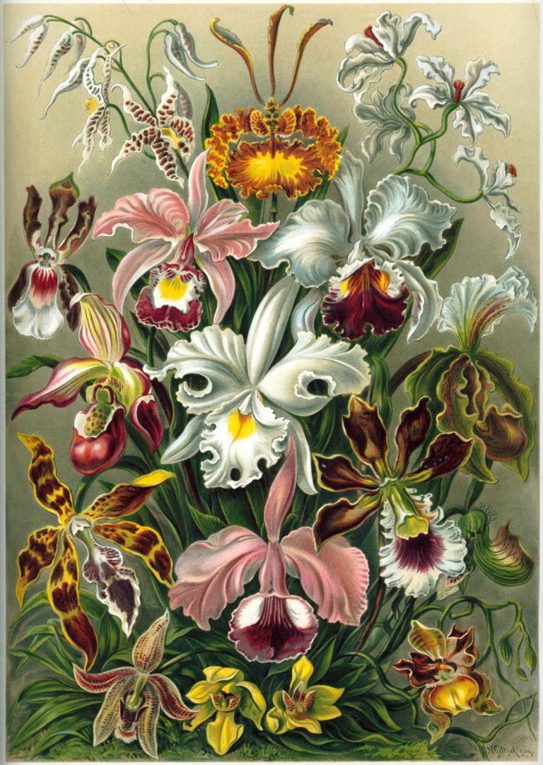 Haeckel Orchidae Tributo ad Ernst Haeckel. Un viaggio tra gli abissi creativi