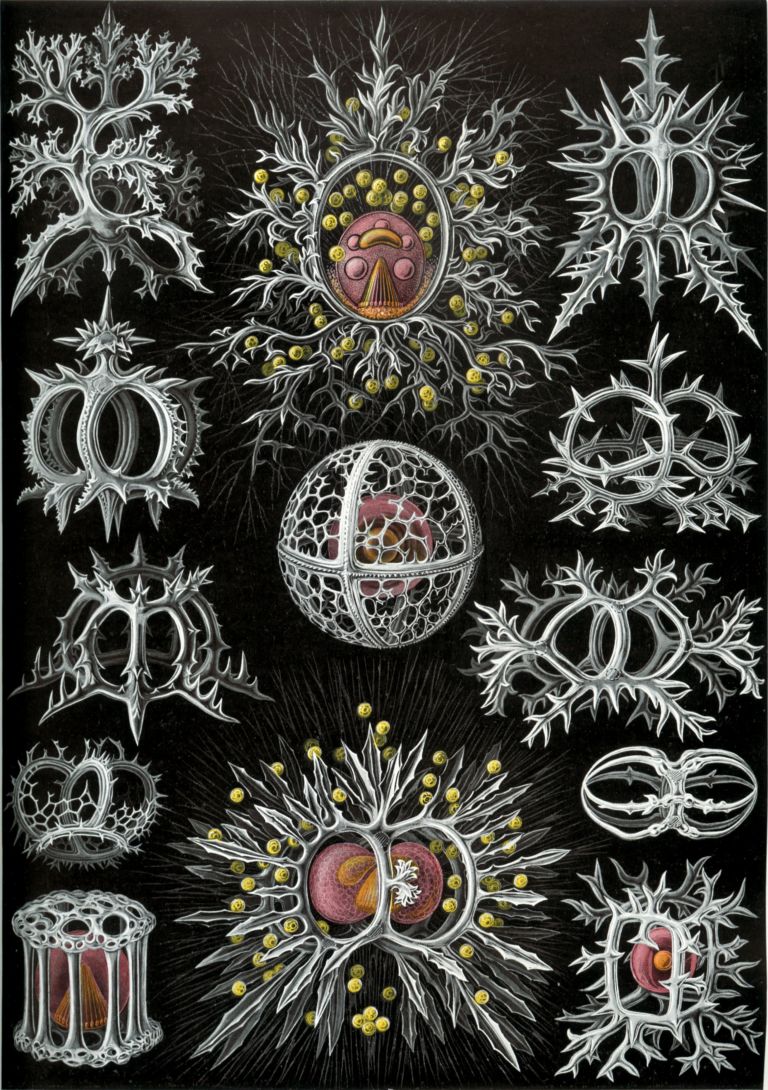 Haeckel Stephoidea Tributo ad Ernst Haeckel. Un viaggio tra gli abissi creativi