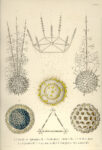 Tafel 11 Tributo ad Ernst Haeckel. Un viaggio tra gli abissi creativi