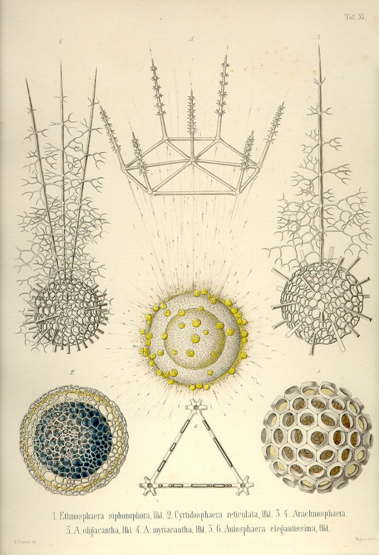 Tafel 11 Tributo ad Ernst Haeckel. Un viaggio tra gli abissi creativi