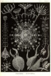 phaeodaria Tributo ad Ernst Haeckel. Un viaggio tra gli abissi creativi