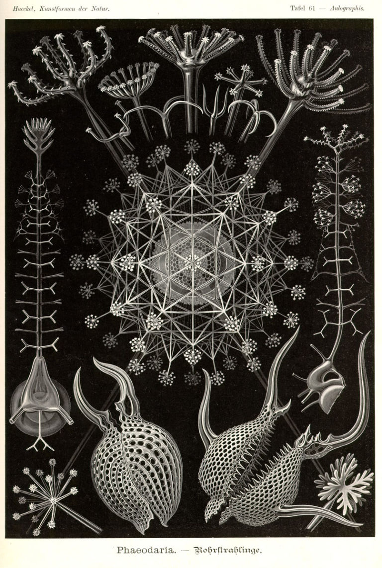 phaeodaria Tributo ad Ernst Haeckel. Un viaggio tra gli abissi creativi