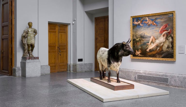 Museo del Prado Miguel Ángel Blanco e Peter Paul Rubens foto Pedro Albornoz Museo del Prado C’è un toro nelle sale del Museo del Prado. Niente paura, è un progetto dell’artista Miguel Angel Blanco: che ne festeggia il compleanno rievocando le origini come Gabinetto di Storia Naturale