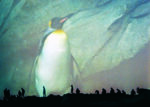 Pinguino Berlin Zoologischer Garten e Moulay Bousselham Marocco 2013 Ludovica De Luca: visioni doppie