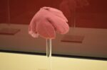 Il cappello fra Arte e Stravaganza Galleria del Costume di Palazzo Pitti Firenze foto Valentina Silvestrini 8 Al museo del cappello. Proseguono a Firenze i progetti per il trentennale della Galleria del Costume di Palazzo Pitti: ecco le immagini dei copricapo d’autore