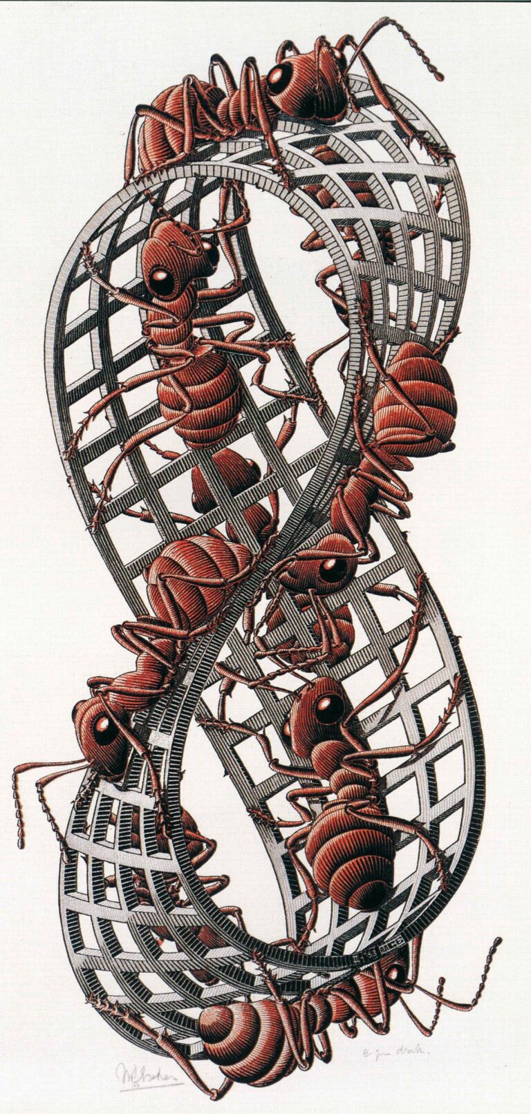 Maurits Cornelis Escher Nastro di Möbius II Formiche rosse febbraio 19663 xilografia in colori rosso nero e verde grigio stampata da tre blocchi 453x205 mm Enigmatico Escher