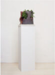 Salvia terracotta dipinta e pianta 35x30x30cm 2012 versione con supporto in gesso courtesy lartista e Brand New Gallery Milano Alessandro Roma, piatto forte al MAC di Lissone