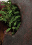 Salvia terracotta dipinta e pianta 35x30x30cm2012 particolare courtesy lartista e Brand New Gallery Milano Alessandro Roma, piatto forte al MAC di Lissone
