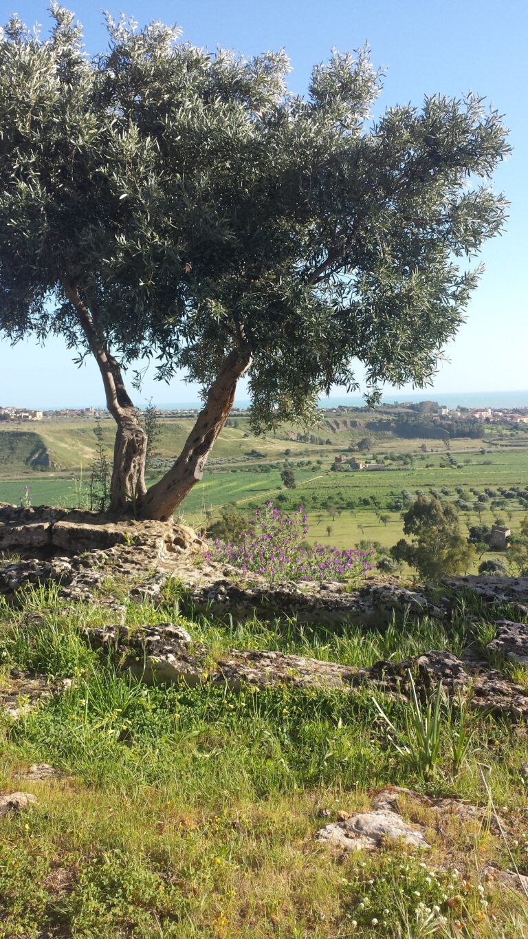 Giardino di Villa Aurea Sette artisti siciliani, all’ombra dei templi di Agrigento. Una collettiva nel giardino di Villa Aurea, nel cuore del celebre parco archeologico