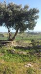 Giardino di Villa Aurea Sette artisti siciliani, all’ombra dei templi di Agrigento. Una collettiva nel giardino di Villa Aurea, nel cuore del celebre parco archeologico