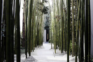 Salone del Mobile 2014. Stella McCartney ecosostenibile: fashion, food e design, “Into the Forest”