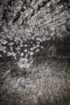 3 Chiharu Shiota A Long Day Tenuta Dello Scompiglio 2014 veduta di insieme foto G. Mencari Un lungo giorno meditativo, per Chiharu Shiota. Inaugurata alla Tenuta dello Scompiglio di Vorno l’installazione dell’artista giapponese. Un groviglio scuro, come un’apparizione onirica