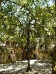 Carovigno il castello Dentice di Frasso Arte e natura a braccetto in Puglia: Fulco Pratesi tiene a battesimo la collettiva che celebra l’oasi naturalistica di Torre Guaceto