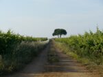 La riserva di Torre Guaceto 2 Arte e natura a braccetto in Puglia: Fulco Pratesi tiene a battesimo la collettiva che celebra l’oasi naturalistica di Torre Guaceto