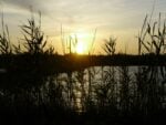 La riserva di Torre Guaceto 4 Arte e natura a braccetto in Puglia: Fulco Pratesi tiene a battesimo la collettiva che celebra l’oasi naturalistica di Torre Guaceto