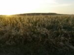 La riserva di Torre Guaceto 5 Arte e natura a braccetto in Puglia: Fulco Pratesi tiene a battesimo la collettiva che celebra l’oasi naturalistica di Torre Guaceto