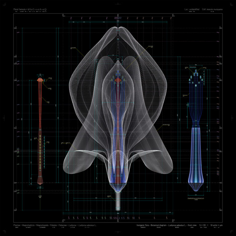 Macoto Murayama Lathyrus odoratus L front view b 2012 courtesy of Frantic gallery MetaMachine. Paesaggi video-sonori, tra natura e artificio