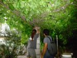 Sergio Racanati Evergreen 1 Arte e territorio si incontrano a Trani, con Renkontigo. Promenade nel verde, riscoprendo parchi e antiche architetture, con le installazioni degli artisti in residenza