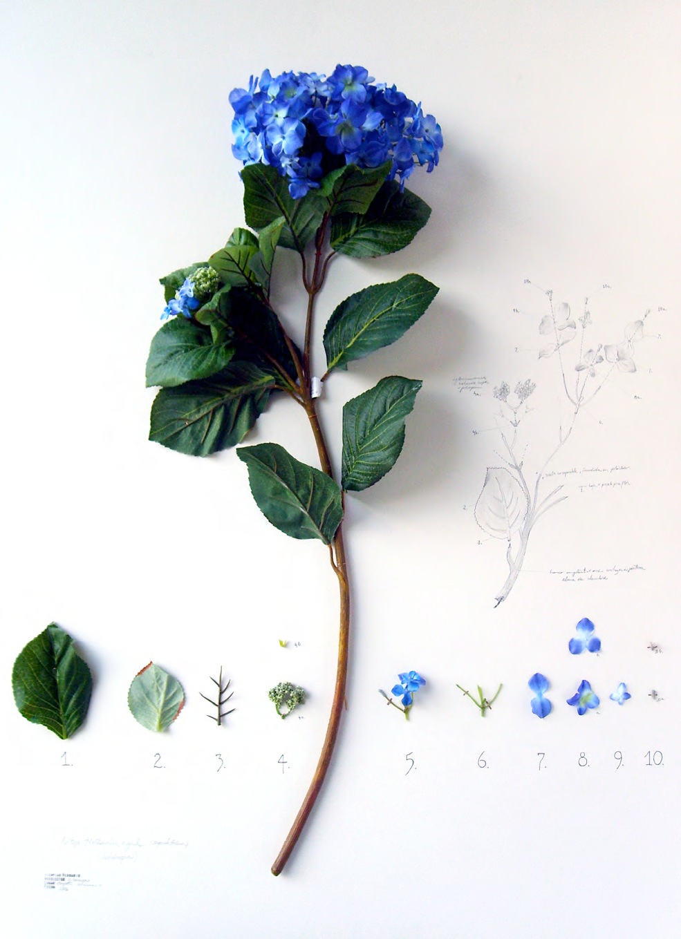 Alberto Barraya, Herbarium of Artificial Plants 11