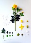 Alberto Barraya Herbarium of Artificial Plants Alberto Baraya a Berlino. L’impossibile tassonomia di un herbarium di plastica