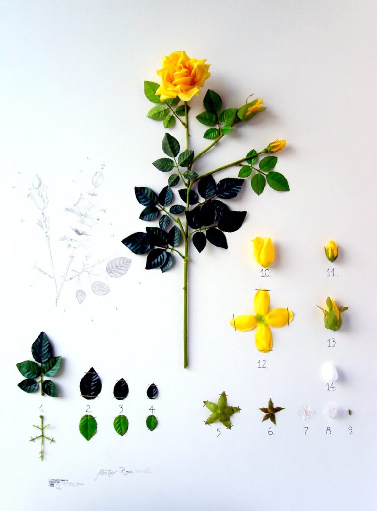 Alberto Barraya Herbarium of Artificial Plants Alberto Baraya a Berlino. L’impossibile tassonomia di un herbarium di plastica