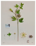 Alberto Barraya Herbarium of Artificial Plants 9 Alberto Baraya a Berlino. L’impossibile tassonomia di un herbarium di plastica
