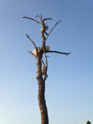 Immagini in anteprima dalla mostra fiorentina di Giuseppe Penone a Forte Belvedere. Che riapre anche grazie al sostegno del Gioco del Lotto