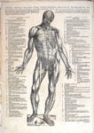 Tavola anatomica Equilibrium da Ferragamo: l’incredibile arte del camminare