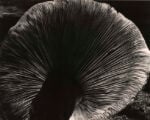43 Edward Weston Mushroom1940 La storia della fotografia secondo Charles Henri Favrod. A Pordenone