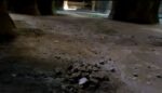 Frammenti della Piscina Mirabilis SOS archeologia: a Bacoli, nel napoletano, sta lentamente sgretolandosi la Piscina Mirabilis. Mentre a Istanbul la gemella Yerebatan è meta di milioni di turisti