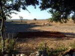 Annalisa Macagnino 2 Pratiche di Land Art nel rispetto dell’ambiente. Da Cesare Viel a Silvia Giambrone, ecco le immagini dei work in progress degli artisti presenti all’Apulia Land Art Festival