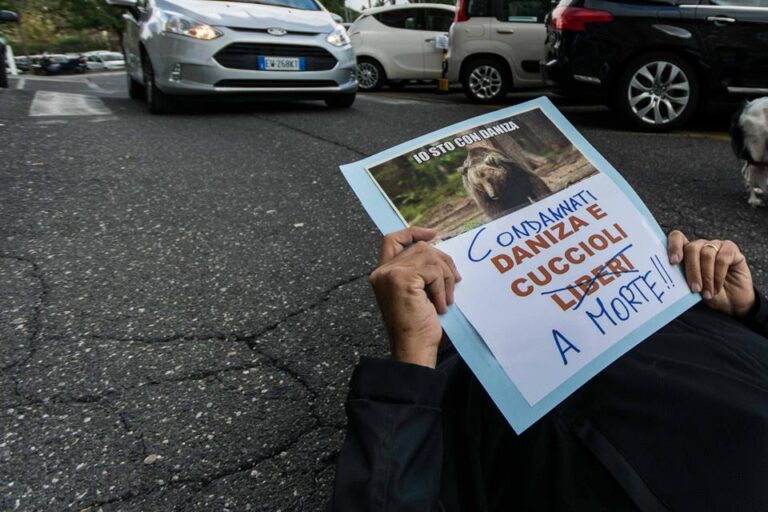 flash mob ministero dellambiente Daniza, l’addio della rete. Centinaia di post per mamma orsa, uccisa dagli uomini. Tra Twitter e Facebook, una raccolta di foto, disegni, grafiche, vignette