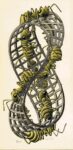 Maurits Cornelis Escher Nastro di Möbius II 1963. Collezione Federico Giudiceandrea © 2014 The M.C. Escher Company. All rights reserved Tra arte, matematica e geometria: il mondo magico di Escher
