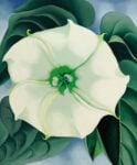 Georgia O’Keeffe Jimson Weed White Flower No 1 Un fiore da 44 milioni di dollari. L’americana Georgia O’Keeffe segna a New York il nuovo record d’asta per l’opera di un’artista donna