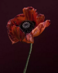 Matthieu Gafsou Only God Can Judge Me Papaver somniferum 2013 © Matthieu Gafsou Courtesy Galerie C Rendez-vous con Matthieu Gafsou. Indagini fotografiche fra culture, marginalità sociali e architetture