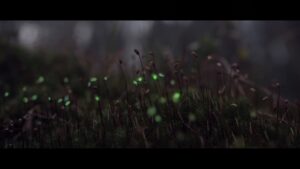 Bioluminescent Forest, l’anima romantica del videomapping. Magie luminescenti fra i boschi