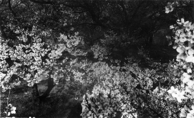 Daido Moriyama Cherry Blossom 1972 fotografia bn Collezione Fondazione Cassa di Risparmio di Modena Daido Moriyama. Un libero battitore al CIAC di Foligno