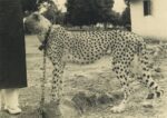 Michela de Mattei Senza titolo 1939 fotografia d’epoca 8x11 cm Un varco per lo zoo, in galleria. Michela de Mattei all’Ex Elettrofonica