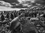 Sebastiao Salgado Génesis Natale 2014 a Barcellona. Otto mostre da non perdere