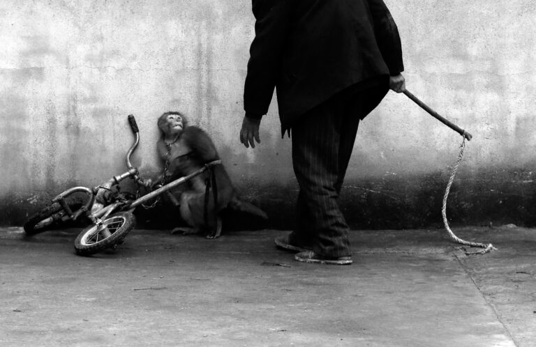 Yongzhi Chu (Cina), Una scimmia durante il suo addestramento all'interno di un circo in Cina
