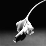 Robert Mapplethorpe, Calla Lily, 1986 - © Robert Mapplethorpe Foundation