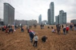 Agnes Denes Wheatfield courtesy Fondazione Riccardo Catella Milano 08 Da New York a Milano: l'opera di land art Wheatfield viene replicata per l'Expo 2015. Immagini della semina del grano nell'area di Porta Nuova