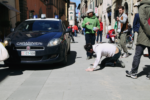 CaLibro Festival 2015 ©Serena Facchin 03 Street artist e poeta: ivan porta a Città di Castello “Il verso più lungo del mondo”. Le foto della performance per CaLibro