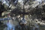 Danni del vento alla Fattoria di Celle 2 Il parco della Fattoria di Celle devastato dal vento. Ecco qui i danni causati al famoso parco di scultura contemporanea creato nel pistoiese da Giuliano Gori