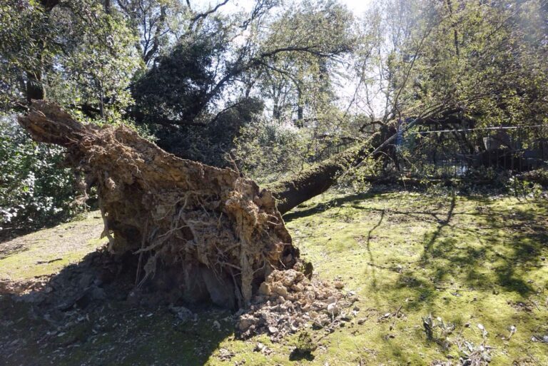 Danni del vento alla Fattoria di Celle 3 Il parco della Fattoria di Celle devastato dal vento. Ecco qui i danni causati al famoso parco di scultura contemporanea creato nel pistoiese da Giuliano Gori