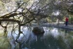 Danni del vento alla Fattoria di Celle 4 Il parco della Fattoria di Celle devastato dal vento. Ecco qui i danni causati al famoso parco di scultura contemporanea creato nel pistoiese da Giuliano Gori