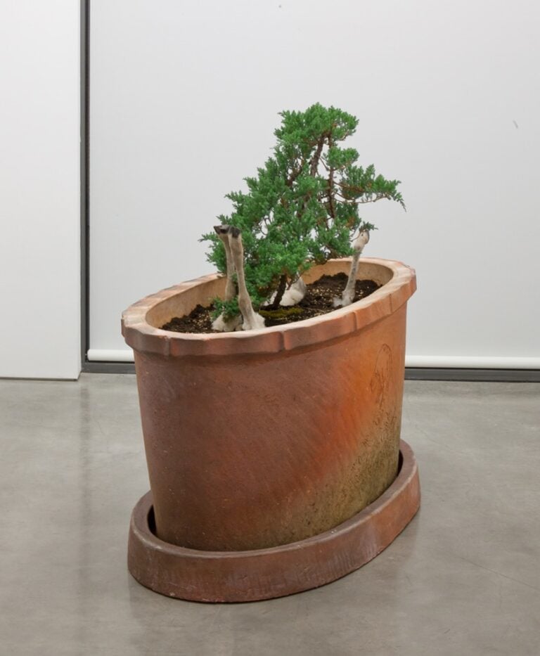 Huang Yong Ping, Lamb Plant, 2012 - courtesy dell'artista e Gladstone Gallery