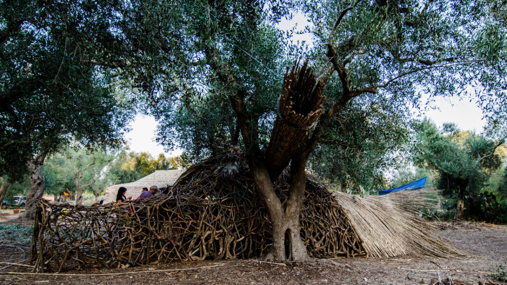 Premio del Paesaggio del Consiglio d’Europa, Italia in corsa con gli ulivi. Sarà il Parco Agricolo dei Paduli, nel leccese, a rappresentare il Paese a Strasburgo